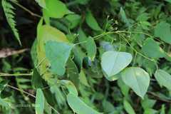 Erythropalum scandens